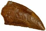 Serrated, Raptor Tooth - Real Dinosaur Tooth #296173-1